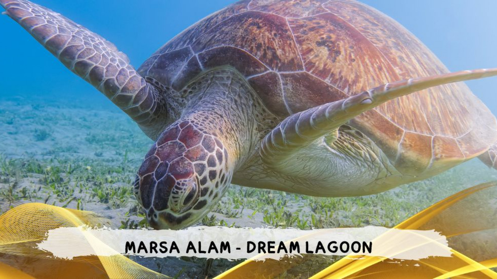 2026 marsa alam da roma dream T IN33
