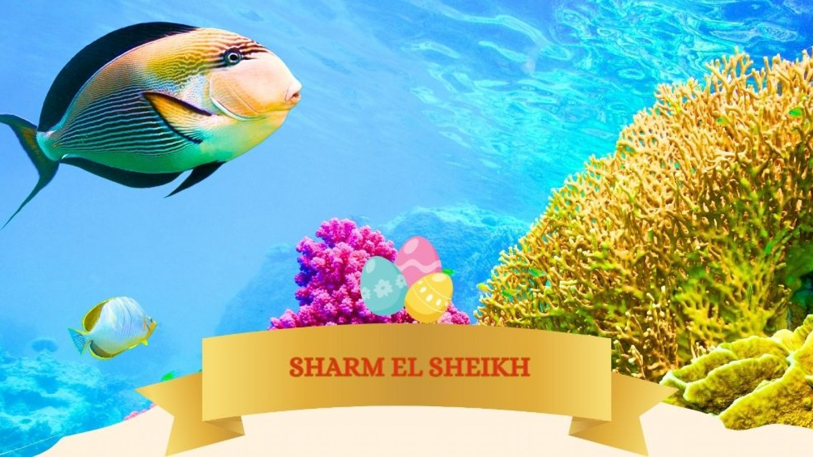 2026 sharm el sheikh T ponti IN33