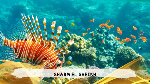 2026 sharm el sheikh da bologna T IN33