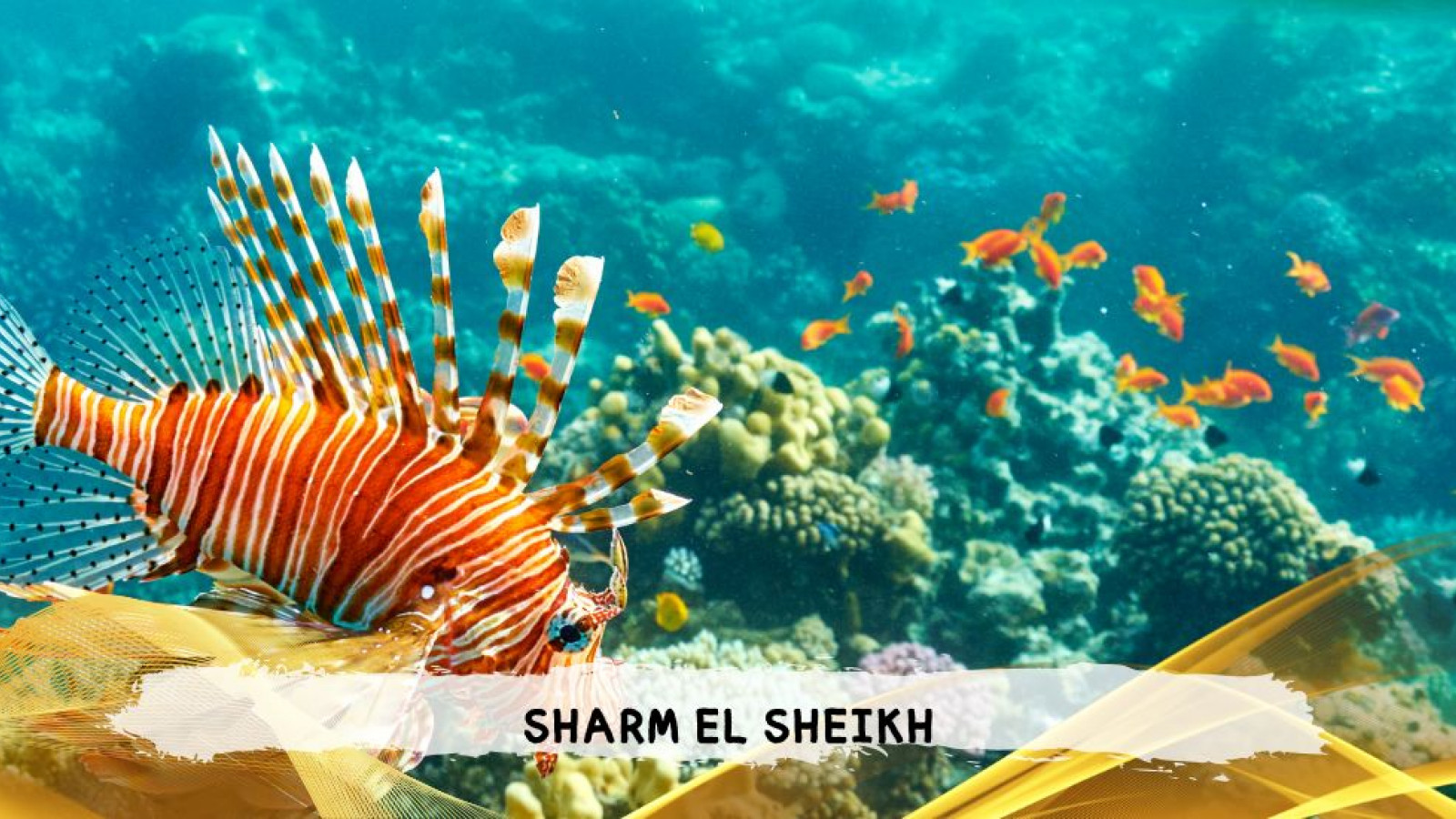 2026 sharm el sheikh da bologna T IN33