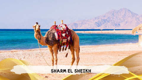 2026 sharm el sheikh da roma queen T IN33